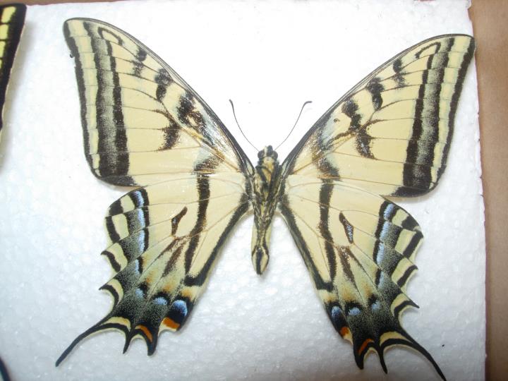 Papilio Multicaudata Aberration (Internet Image property of respective owner, non-commercial use only)